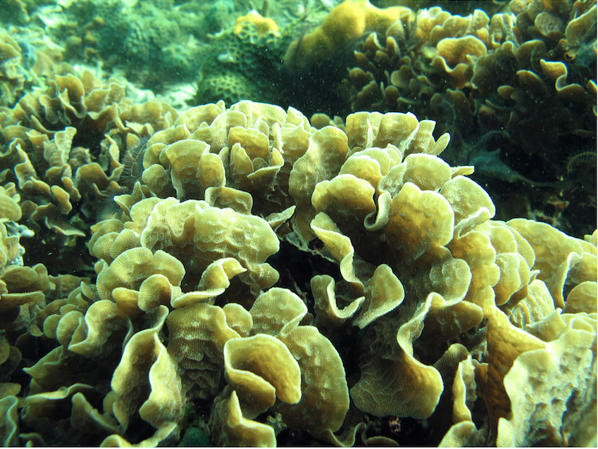 Undaria tenuifolia a dominant coral in the Southern Caribbean